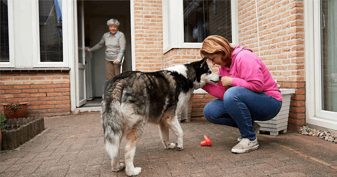 Care4YourPet uitlaatservice en oppasdienst