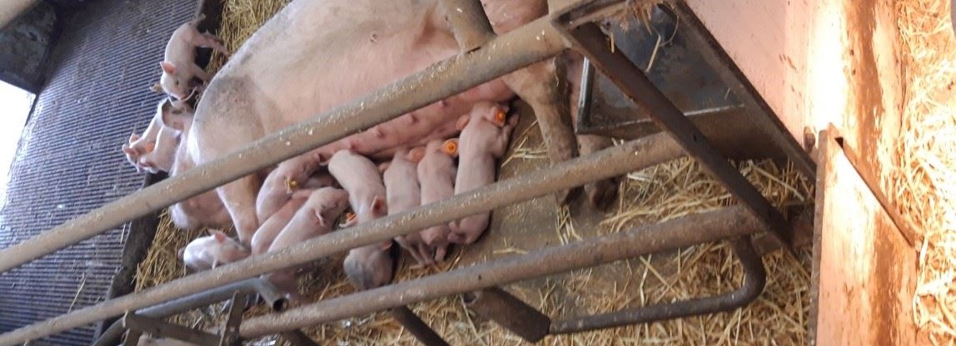 Kijk Doe en Zorgboerderij Lemele aan  't Zandeinde